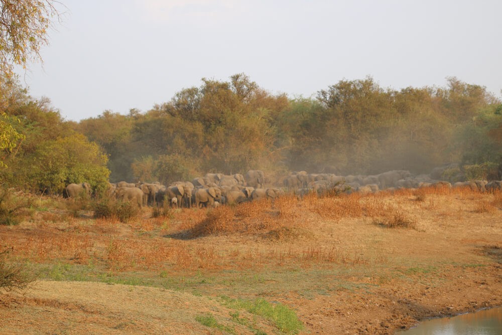 Elephant heard in Zakouma National Park, Chad, Africa