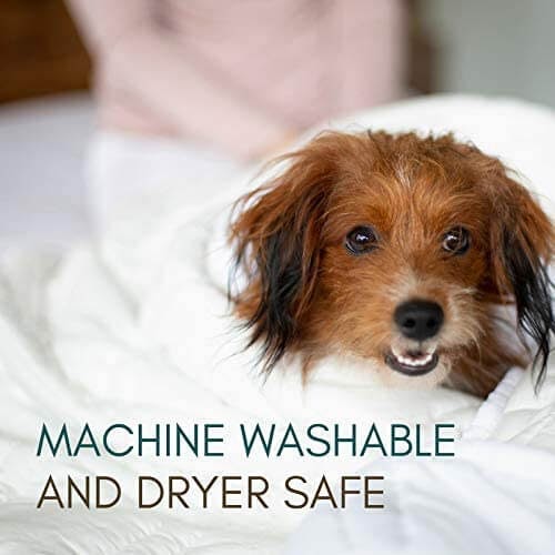 Dog in weighted blanket