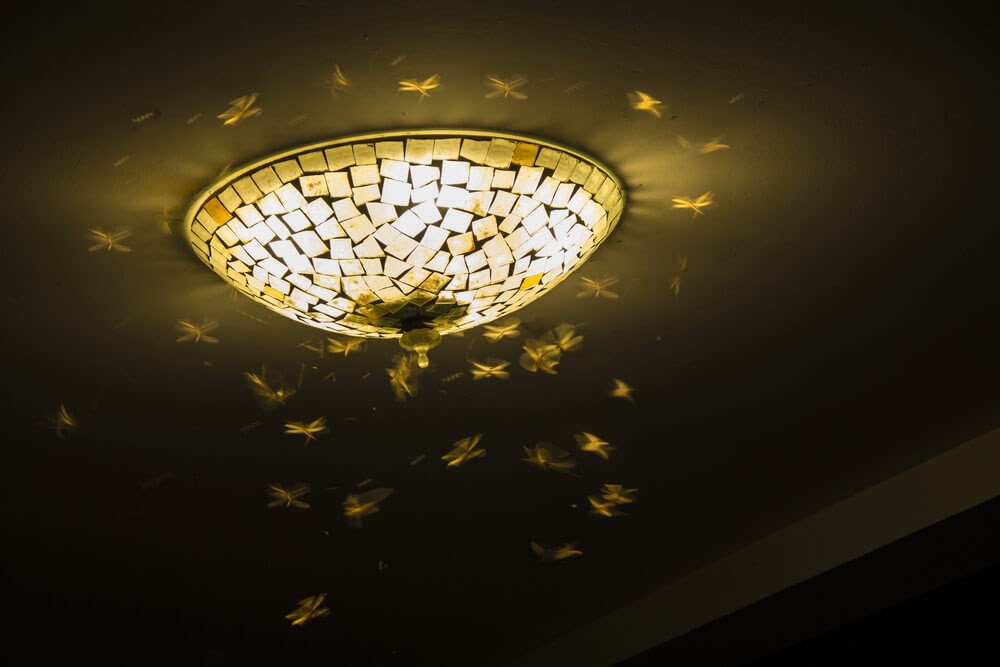Picture of moths flying around a light