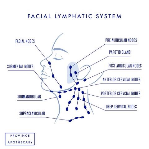 Facial lymphatic system chart