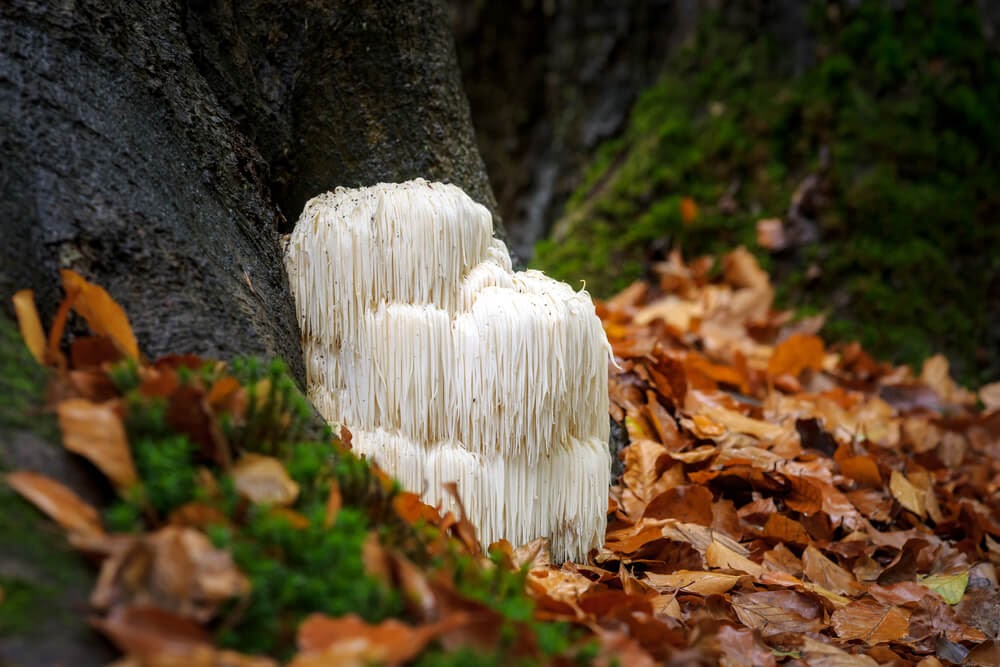 Lions mane mushroom on the forest floor.