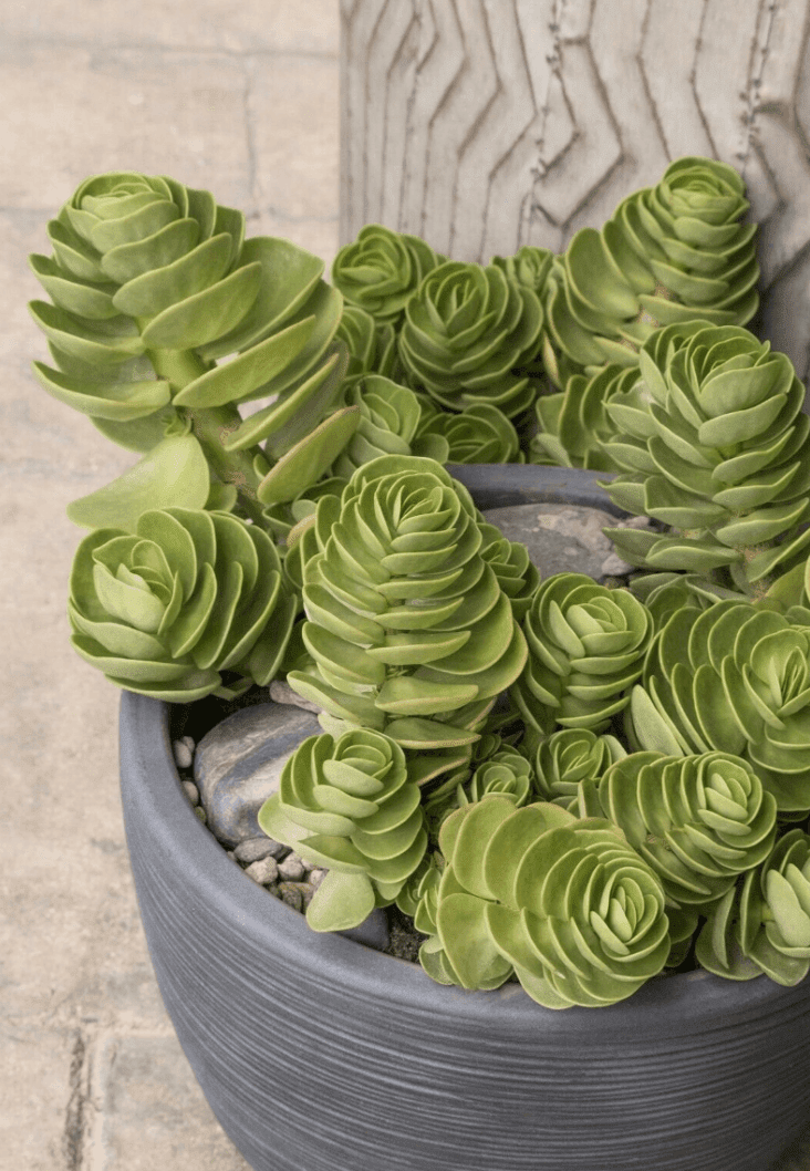 Portulaca Molokiniensis Maraca