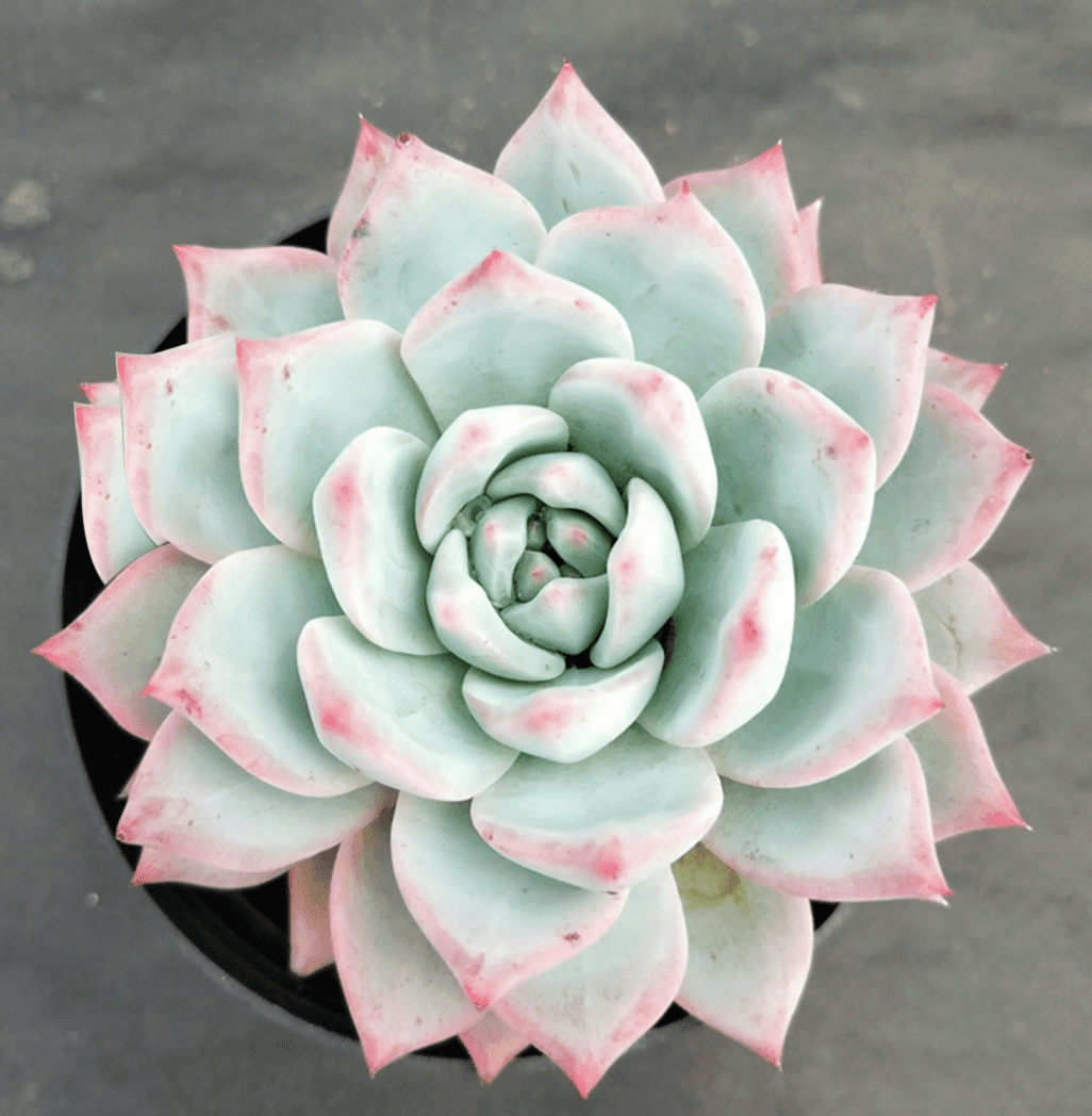 Echeveria Pink Tips