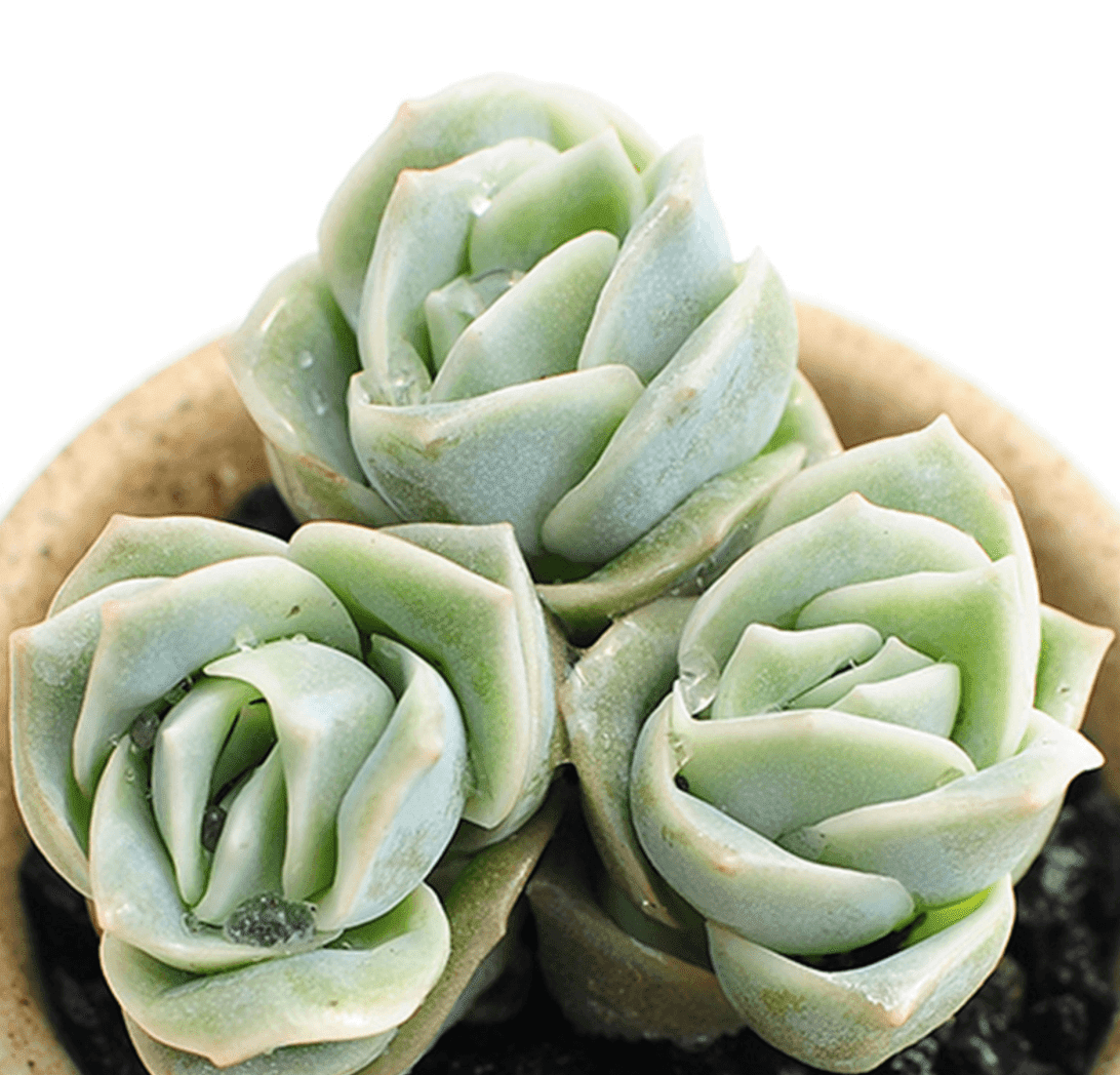Set of Three Mini Rosettes