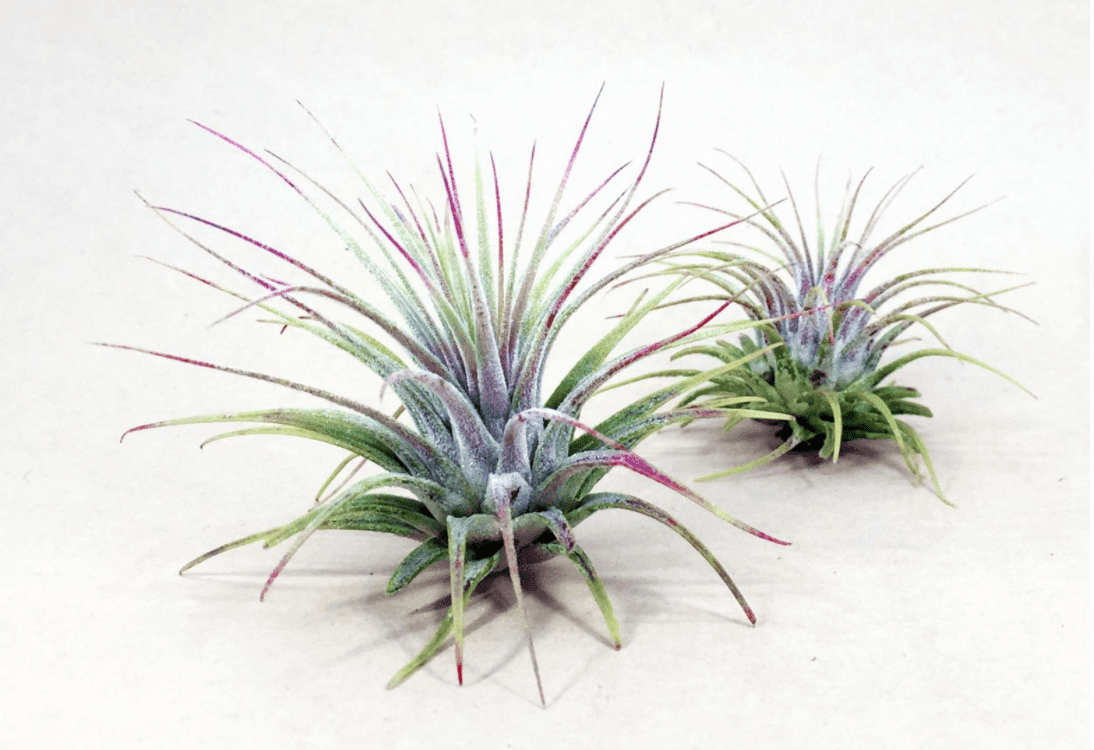 Air Plants