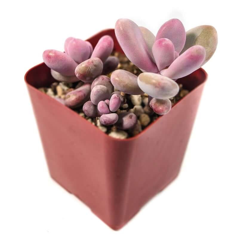 Pink Moonstone