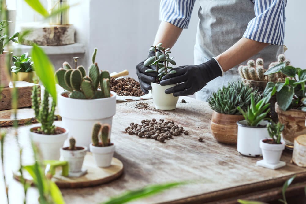 Woman repotting succulent