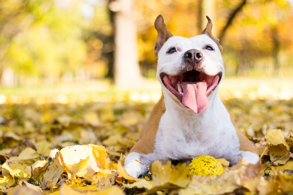 Smiley pit bull living his best life in some leaves