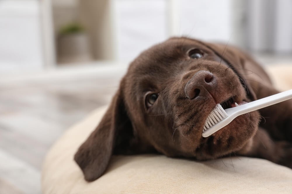 Brown lab puppy getting his teeth brushed.