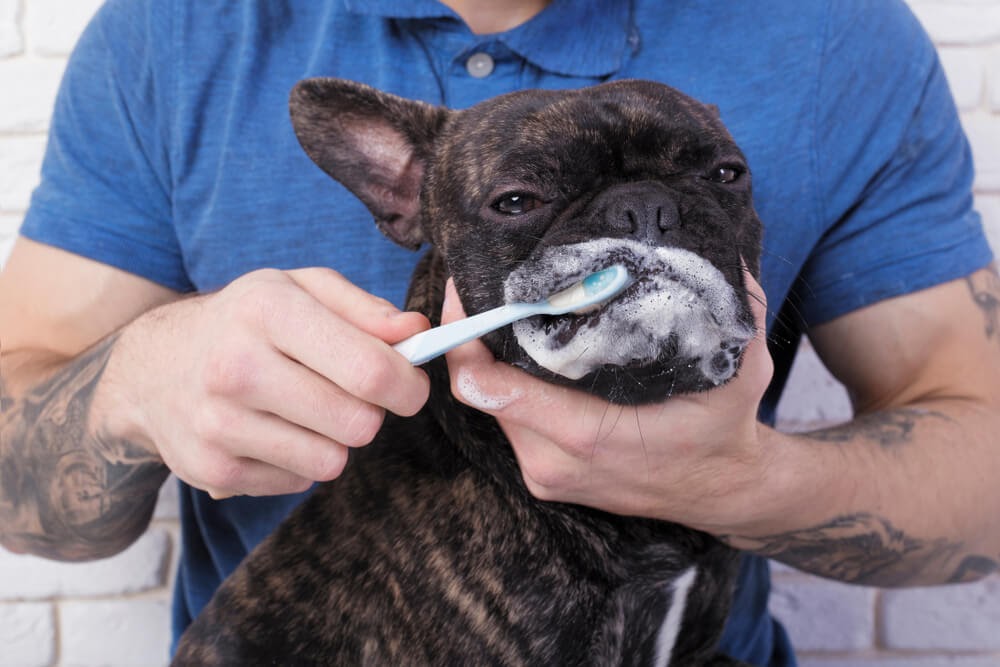 Man brushing his Boston Terrier's mouth, much to the dog's chagrin