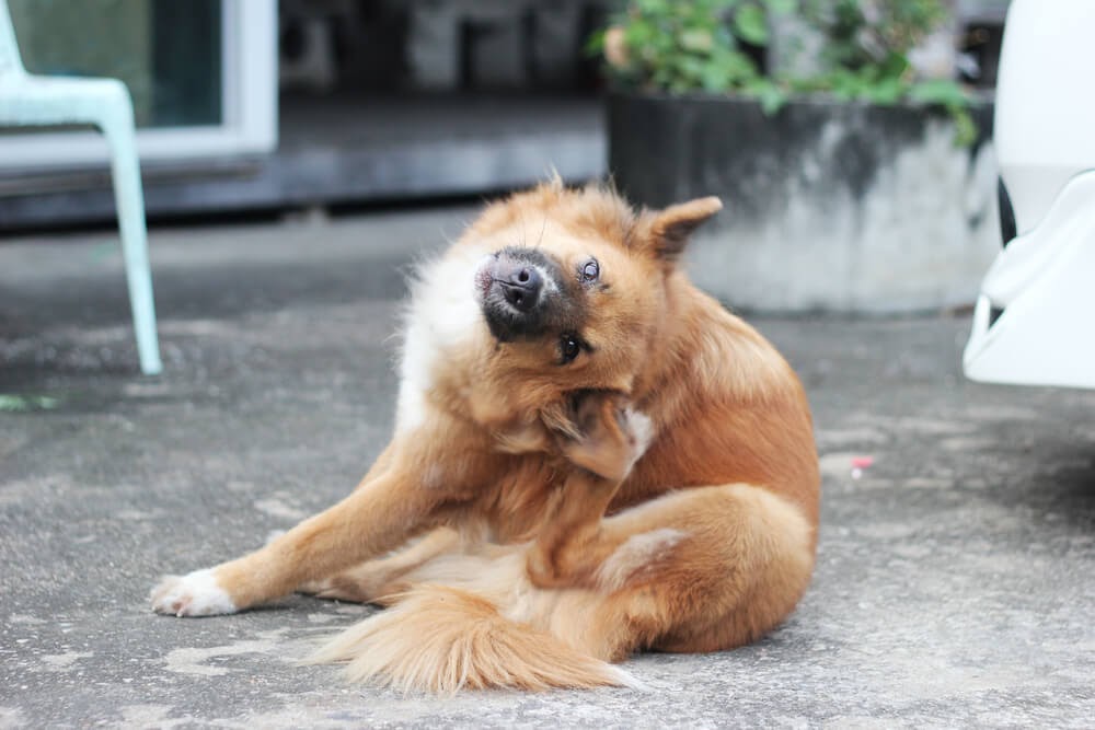 Fluffy brown dog scratching his ear.