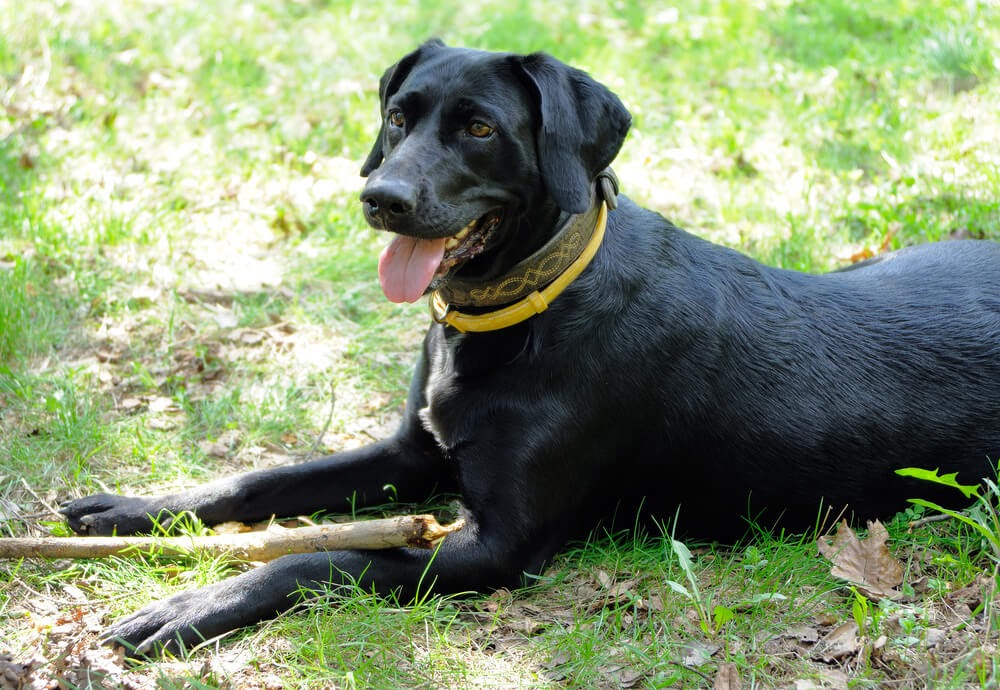 Black lab wearing yellow flea collar