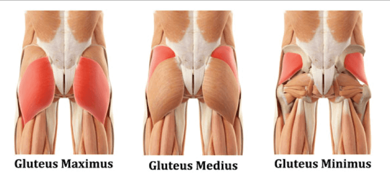 Anatomical picture of gluteus muscles