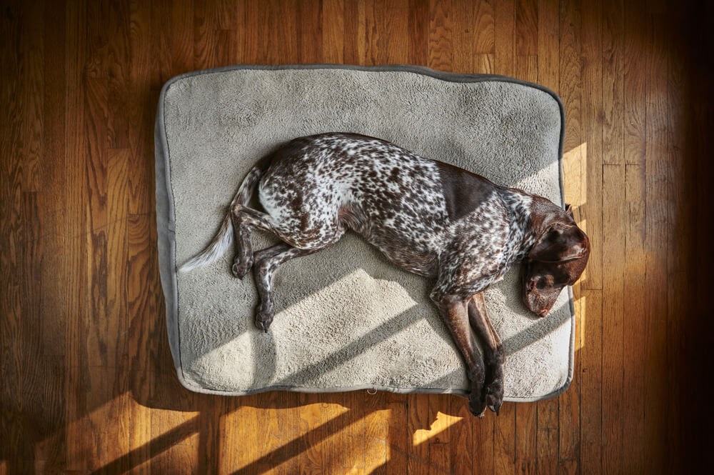 German Shorthaired Pointer sprawled out over a grey bed