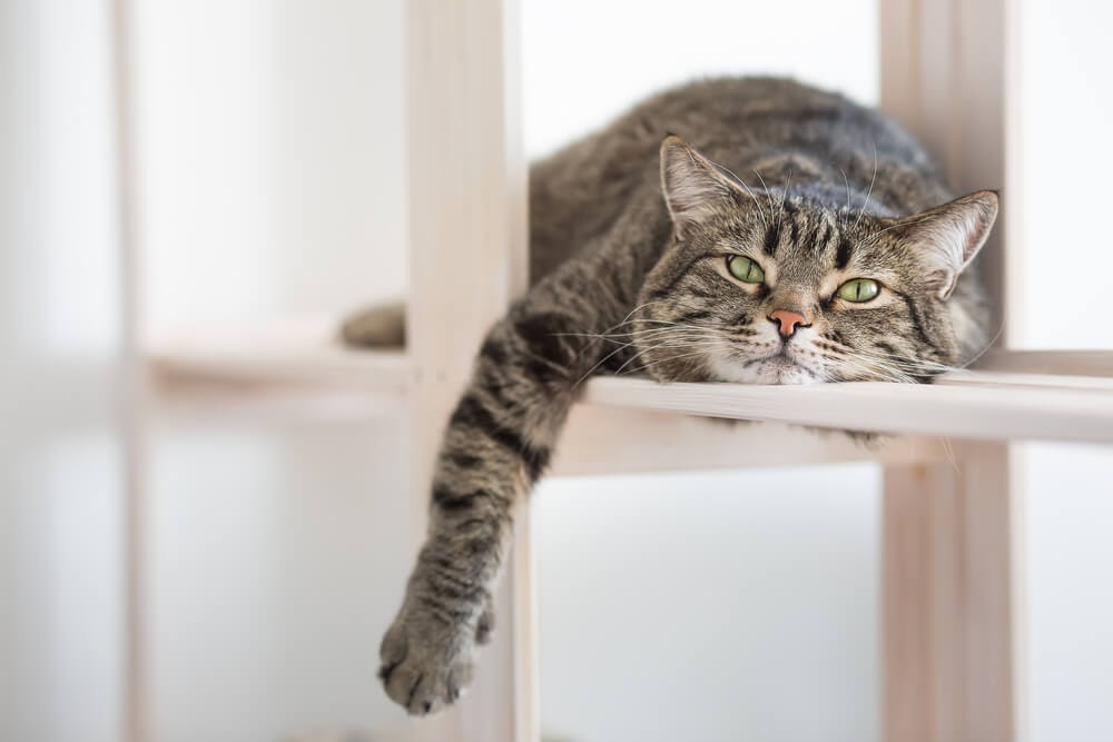 Grey tabby cat lounging on a shelf