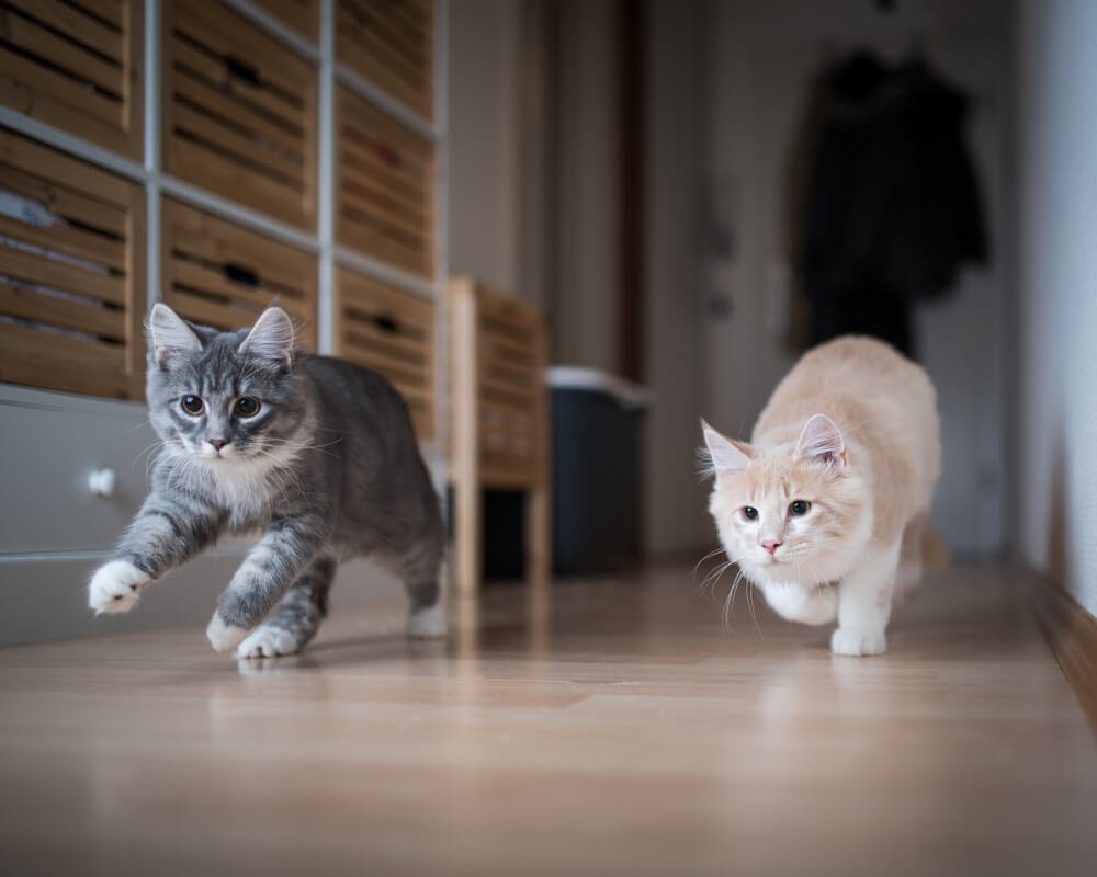 Two young cats chasing something down a hallway
