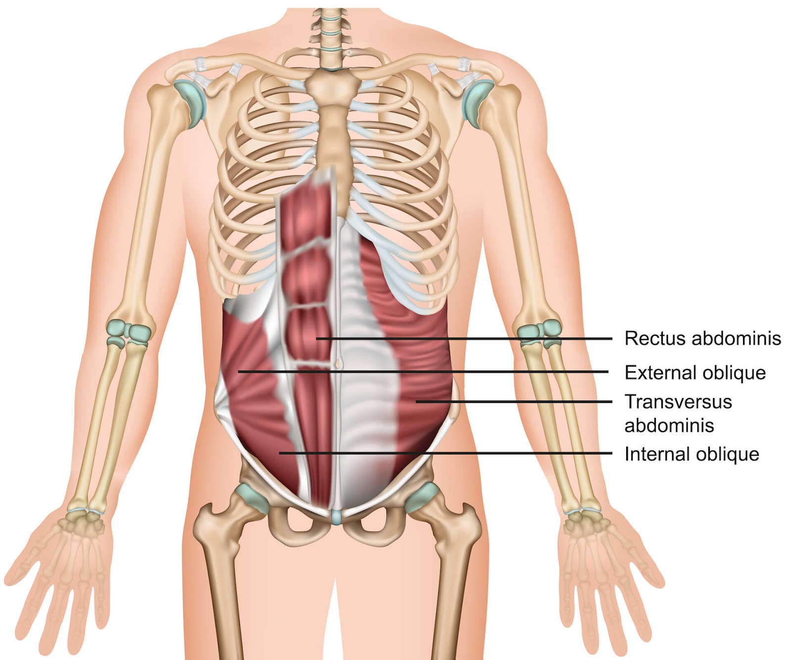 Anatomical view of abdominal muscles