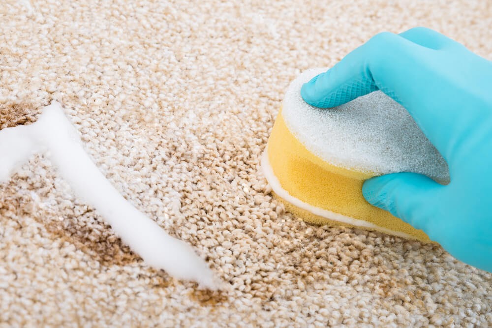 Close up of someone scrubbing their carpet with a sponge