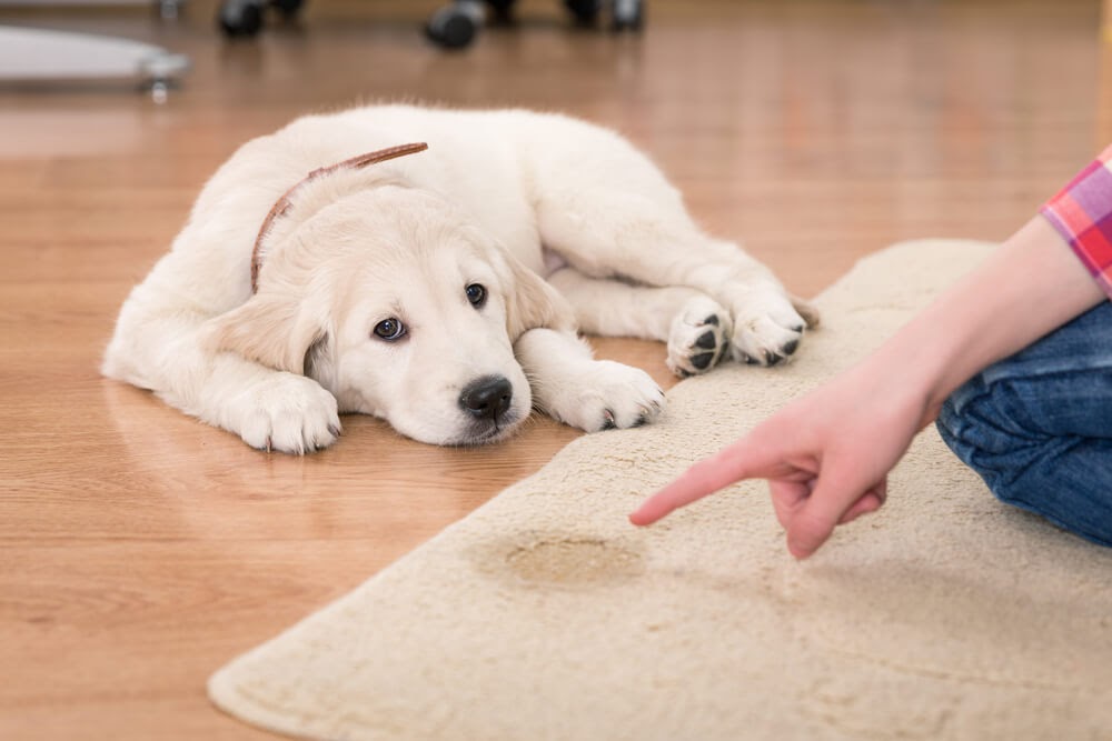Person pointing at a puddle of dog pee on the carpet while puppy looks onk