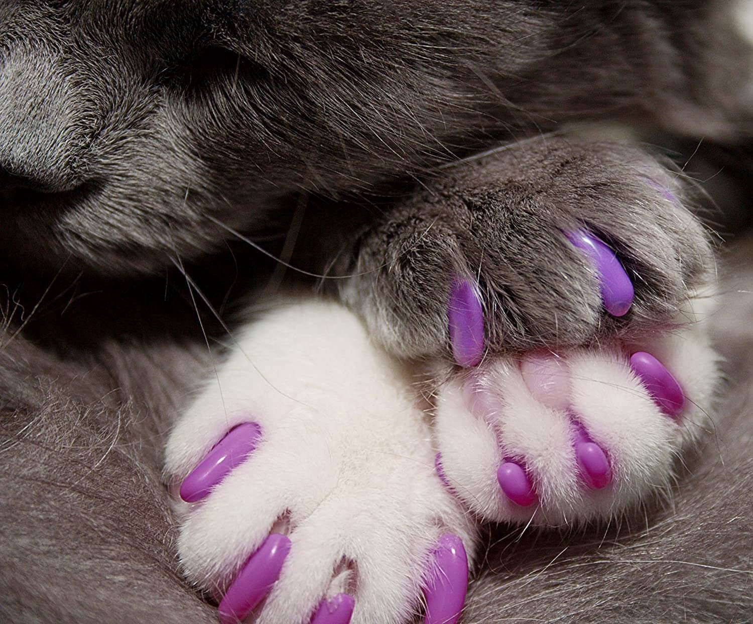 Cat with nail caps