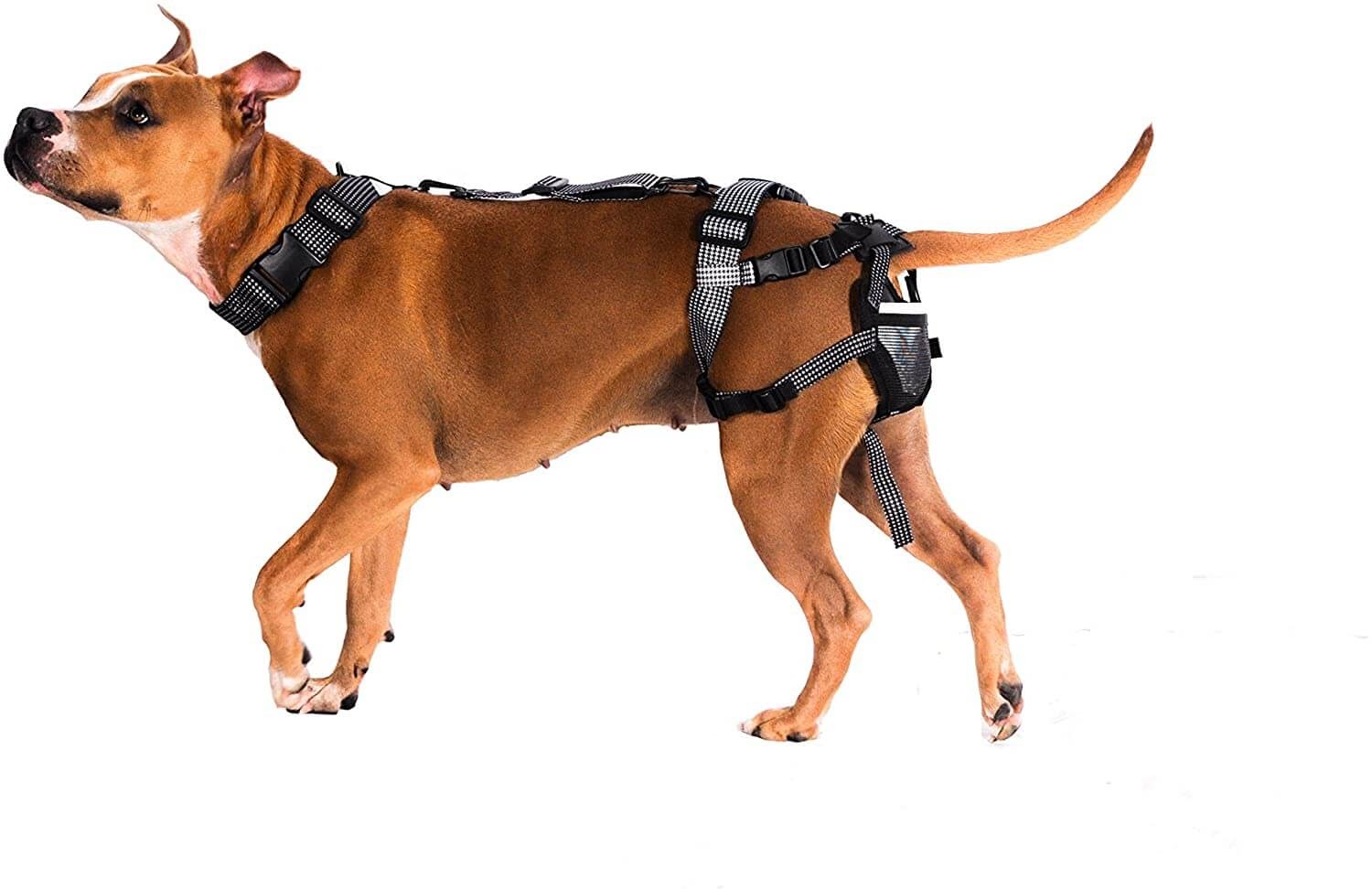 Dog in a chastity belt