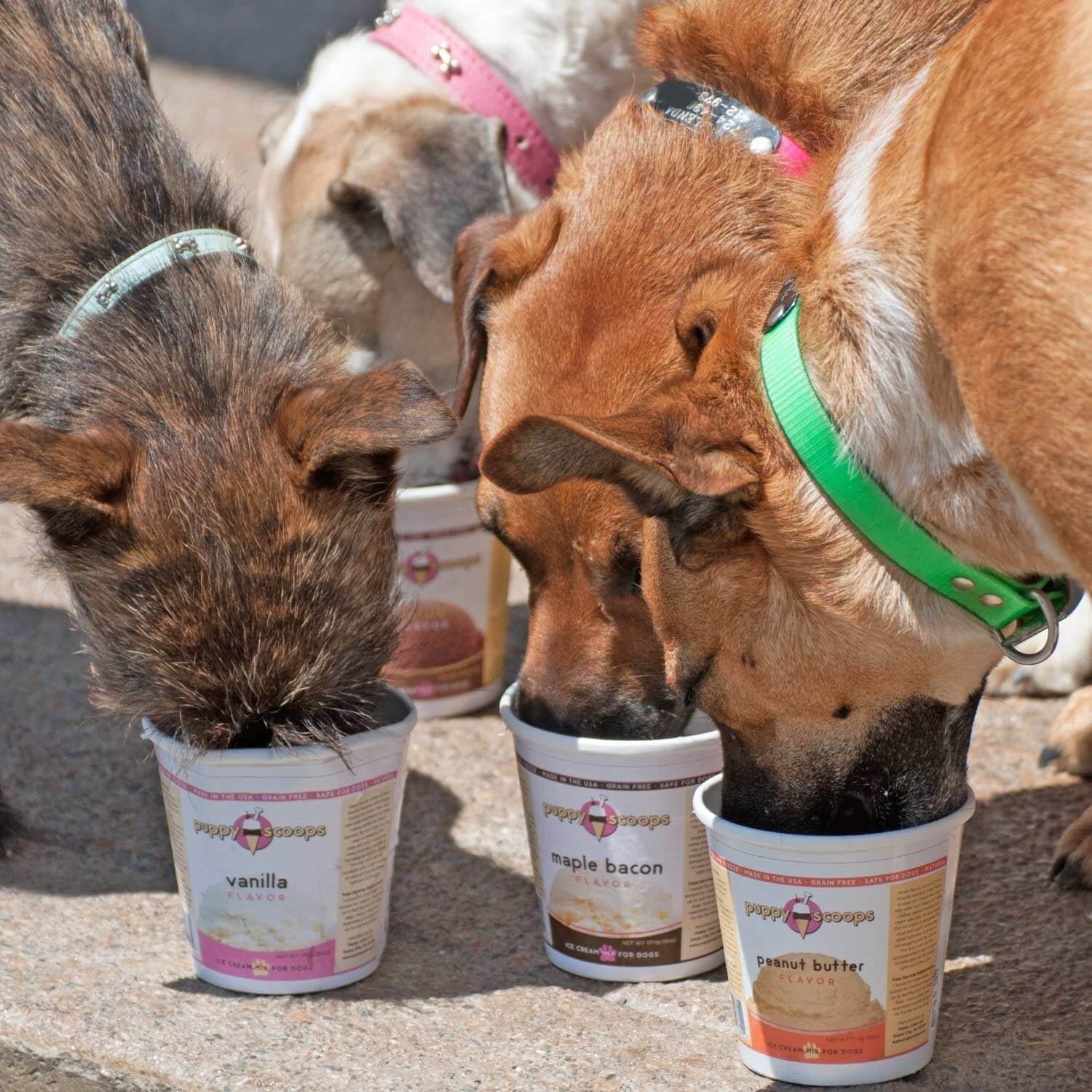 Dogs chowing down on doggie ice cream