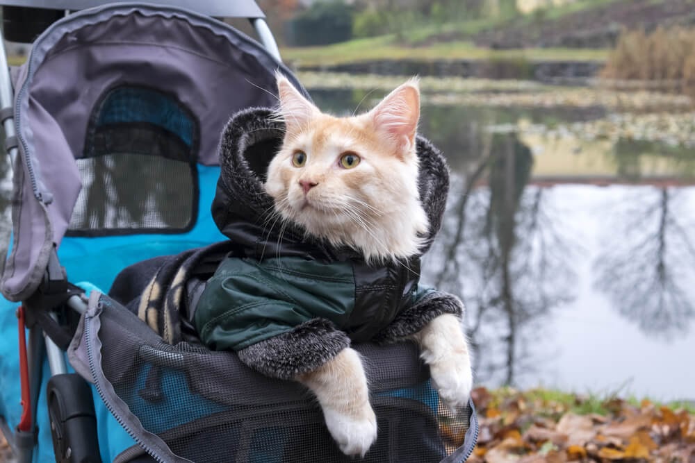 Cat riding in a stroller