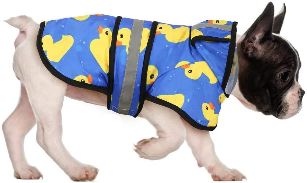 Boston terrier
