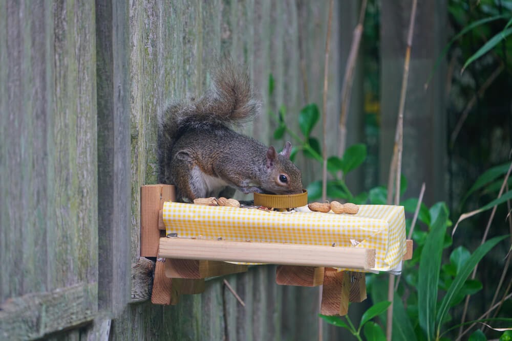 squirrel eating peanuts on fence
