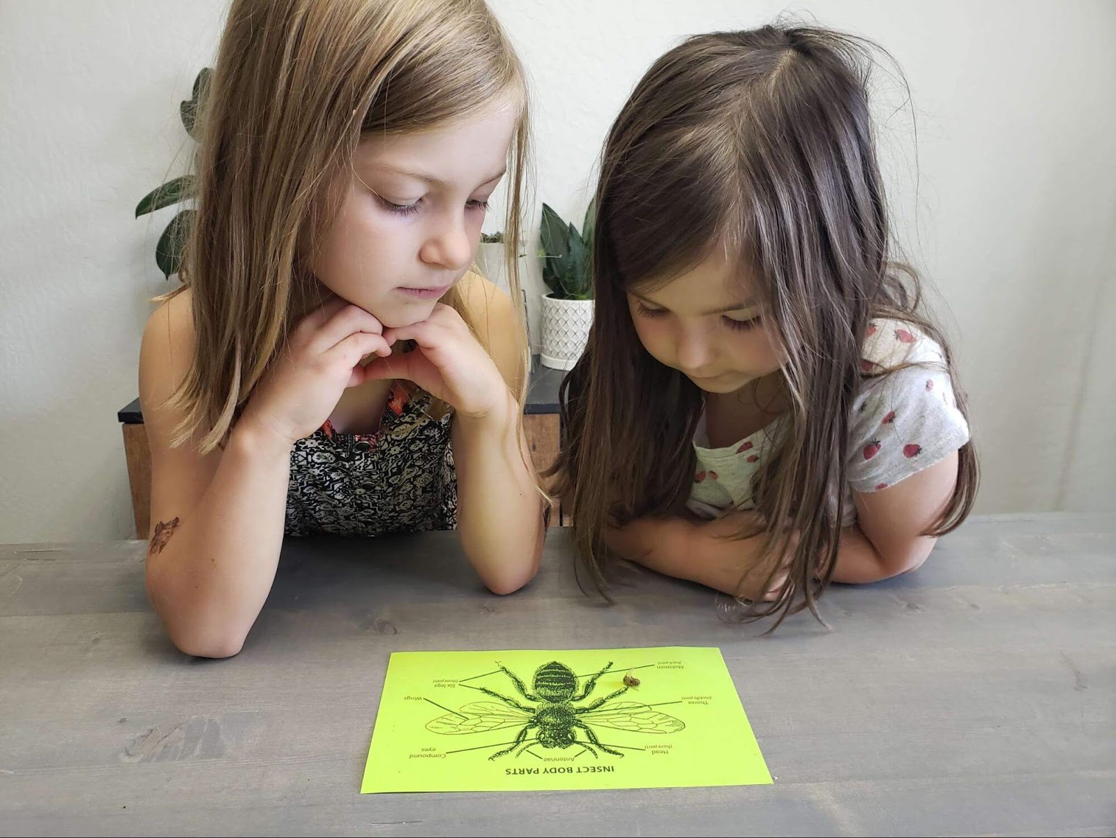 Two girls looking at dead bee