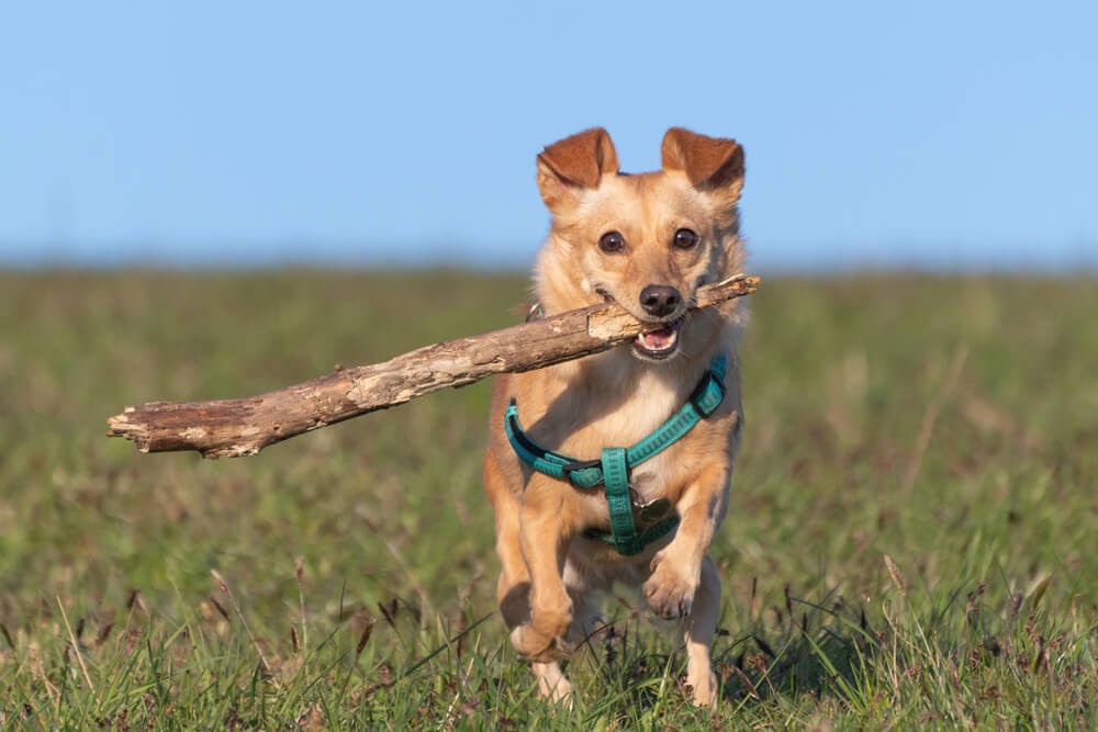 Dog with big stick in his mouth and green harness