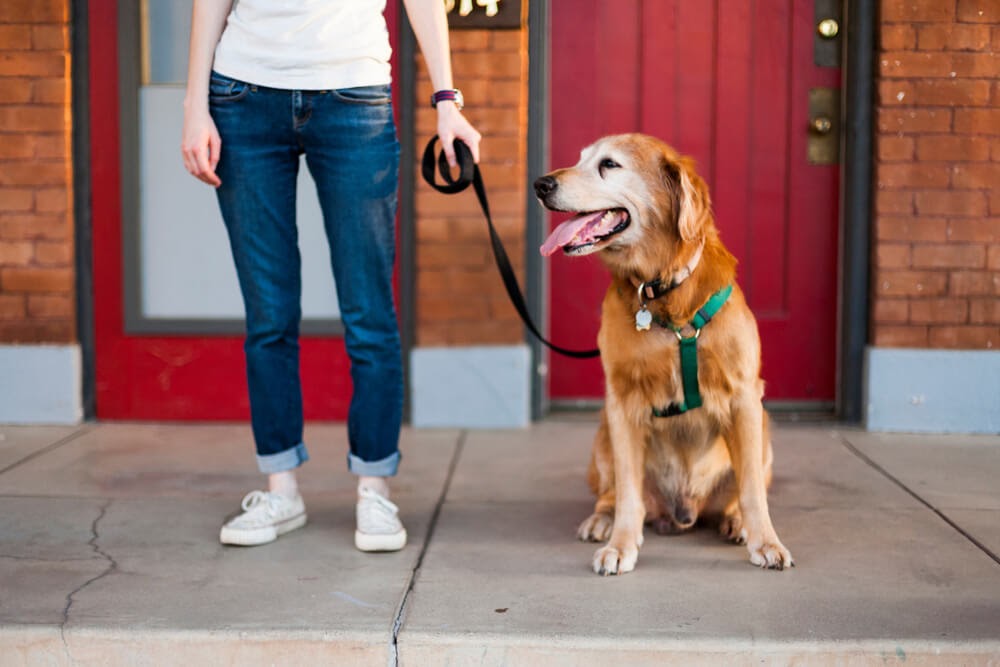 woman standing with her white faced golden retriever