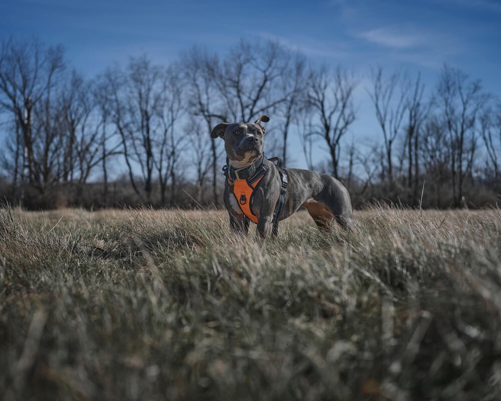 Pit bull with standing in grassy area with orange harness