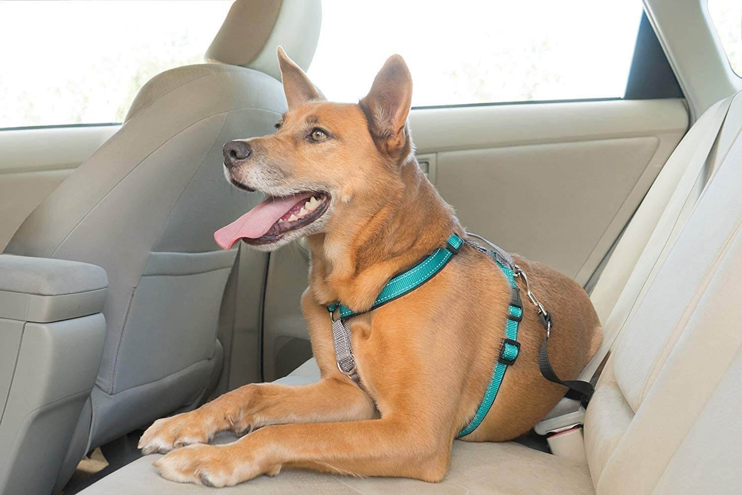 PetSafe 3-in-1 Harness