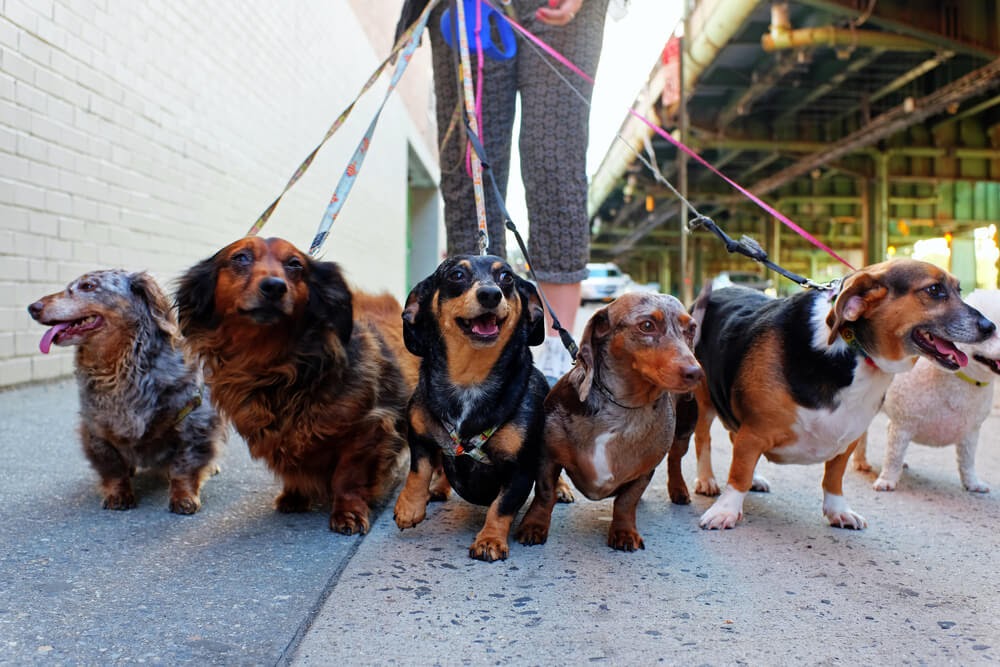 Group of Weenie Dogs going on a walk
