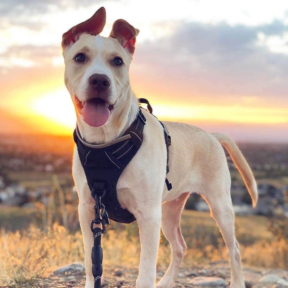 Rabbitgoo No Pull Dog Harness