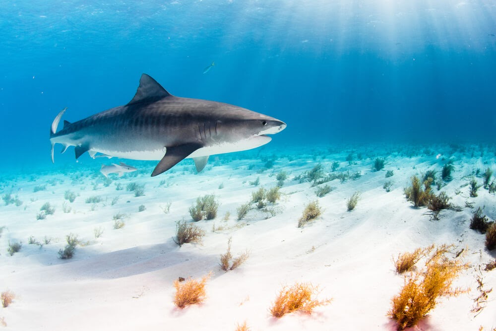 Shark Swimming in ocean