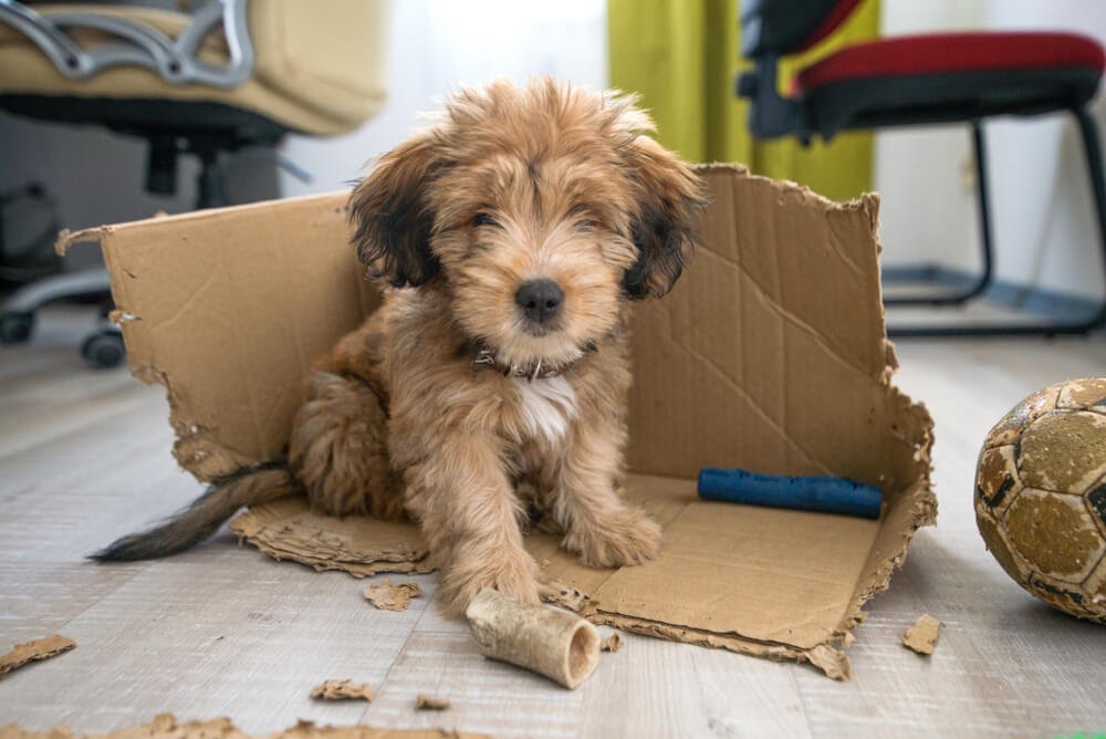 Puppy inside chewed up box