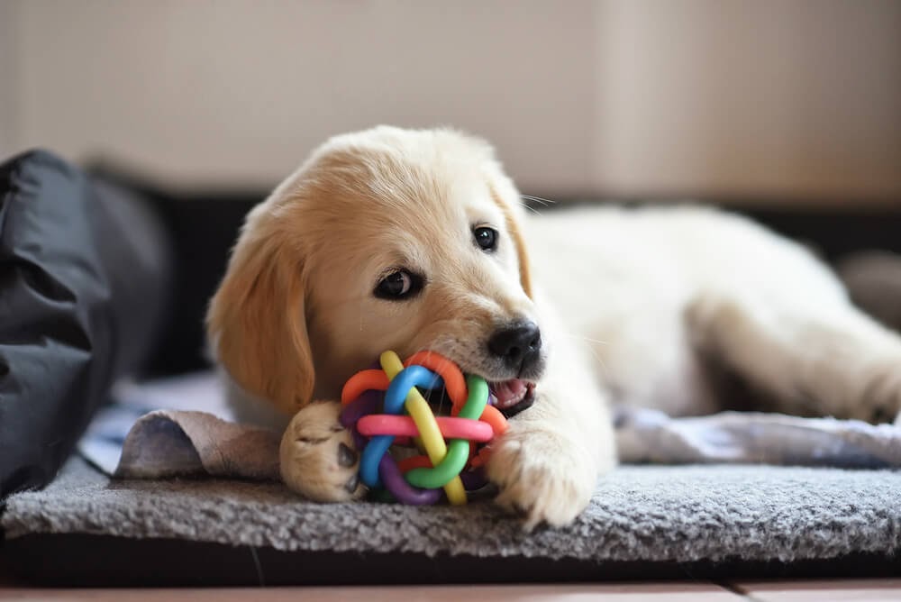 Puppy chewing on toy