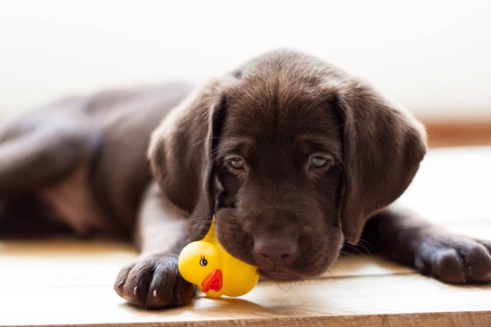 Brown lab puppy and his rubber ducky