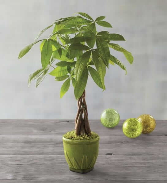 Money Tree Plant