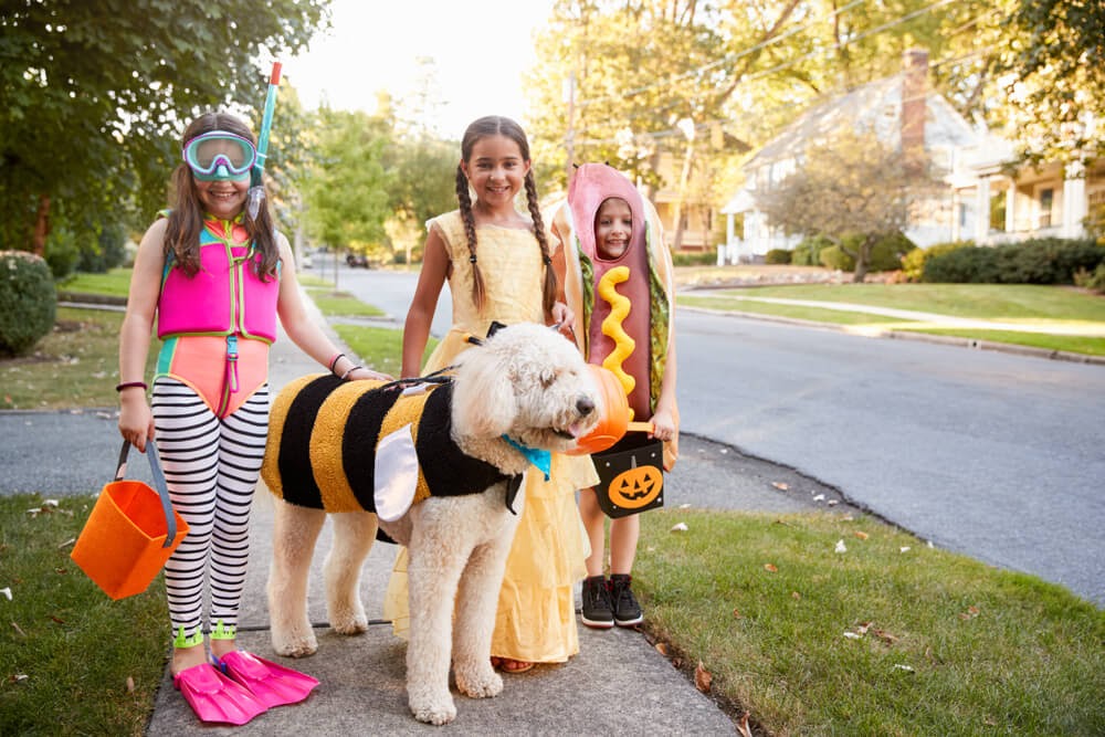 Scuba diver, hot dog, princess, and dog dressed up as a bee