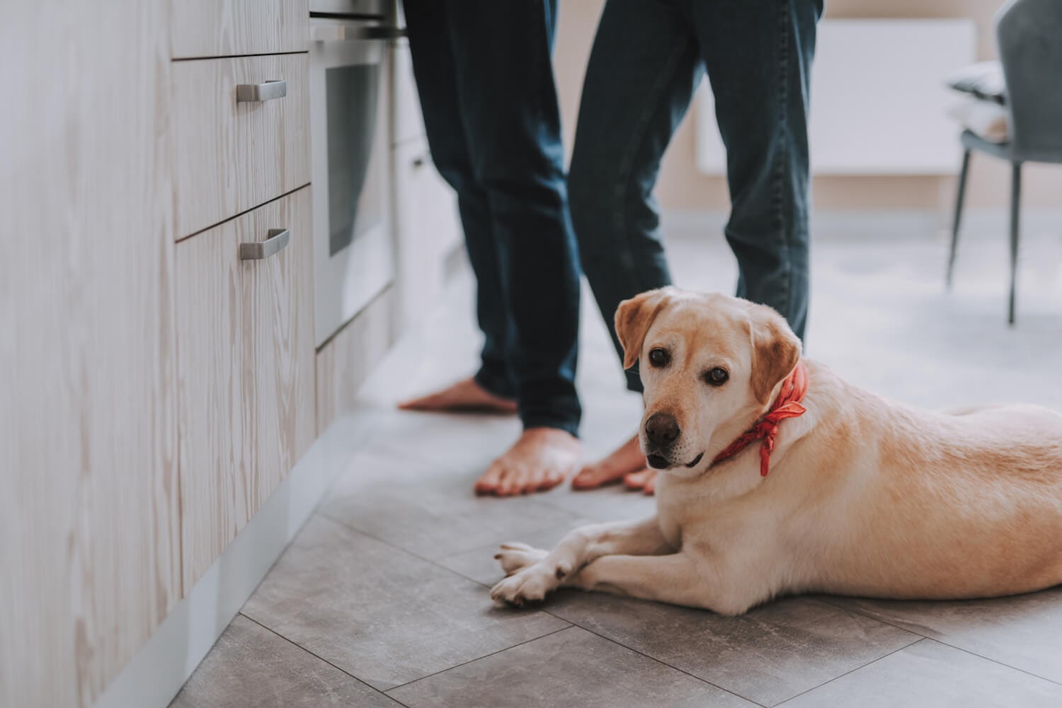 Dog laying on floor in the kitchen