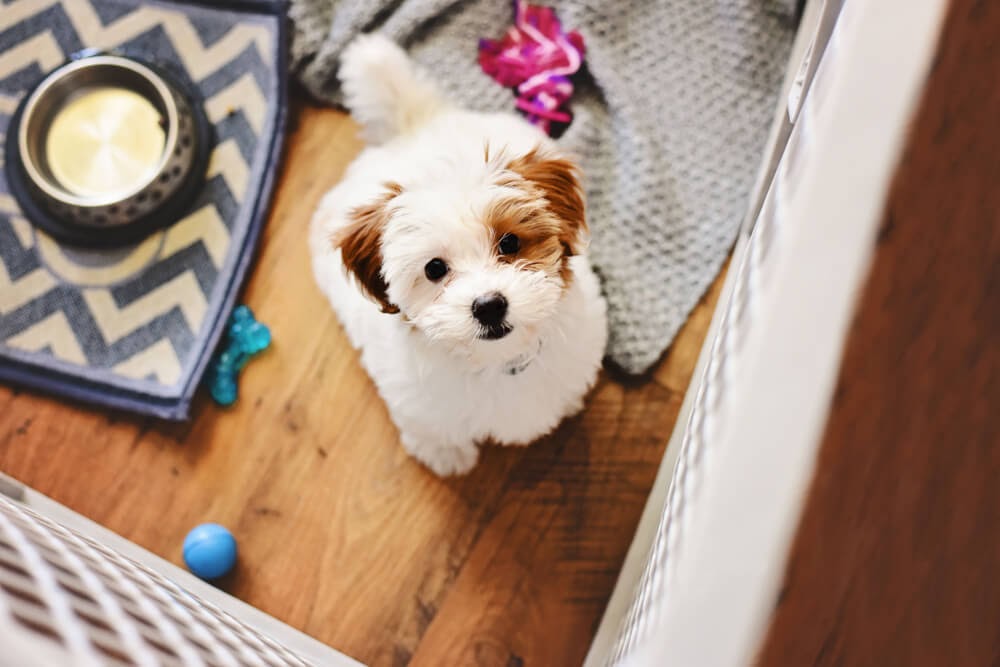 Brown and white fluffy puppy looking at the camera