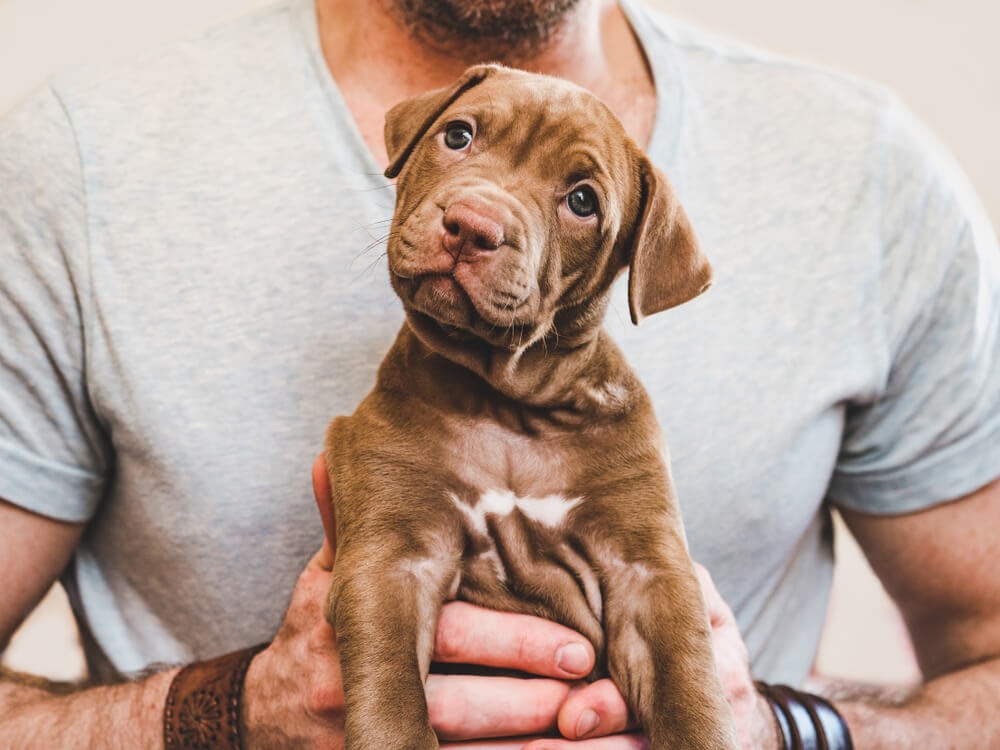Bearded man holding puppy
