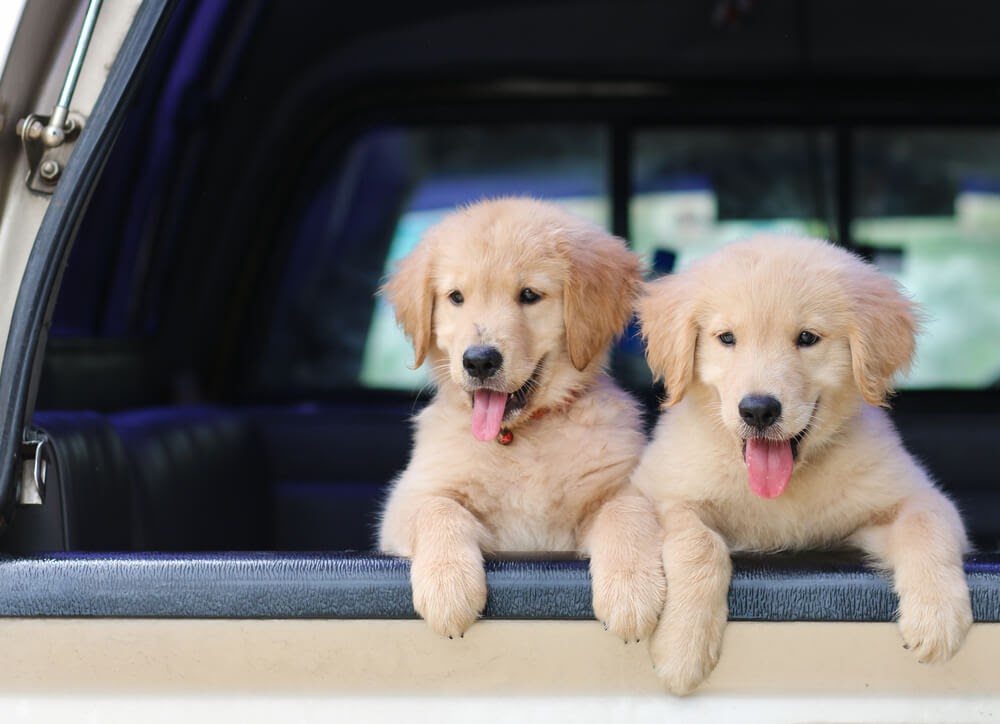 Two golden retreiver puppies looking out the ca of the truck