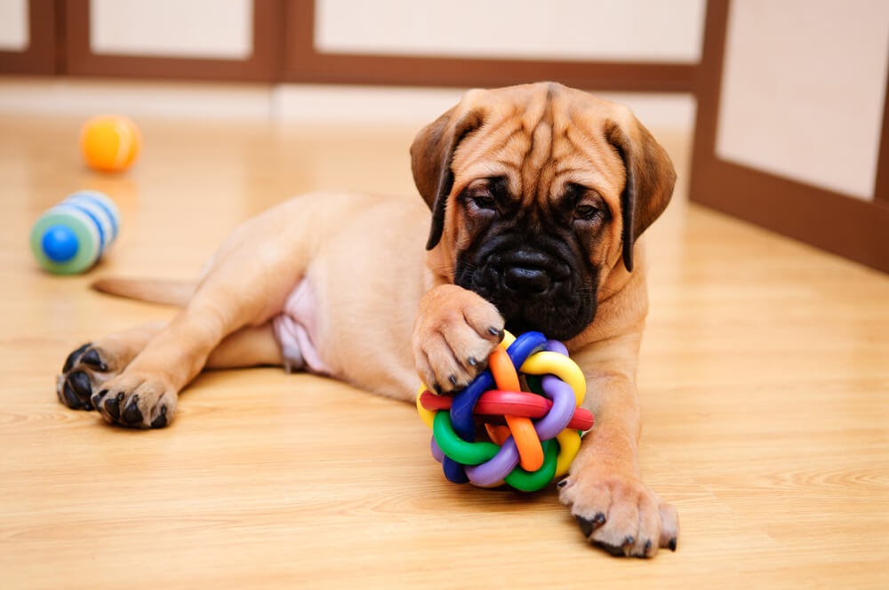 Wrinkly faced puppy playing with toys