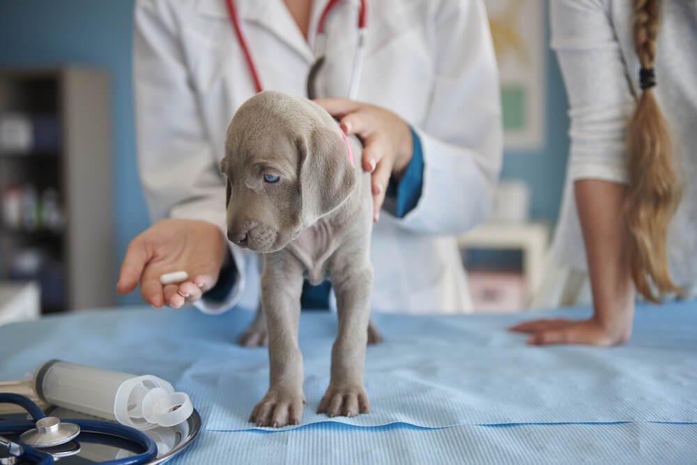 Puppy at the vet for a checkup