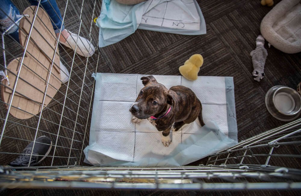 Puppy in pen looking up at the camera