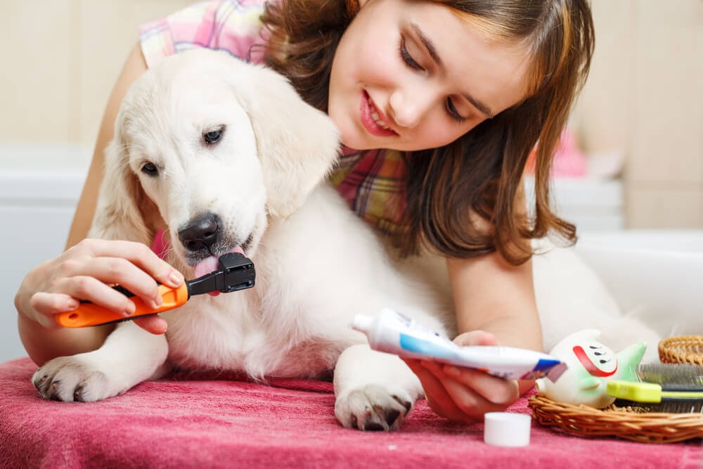 Girl brushing her puppy's teeth